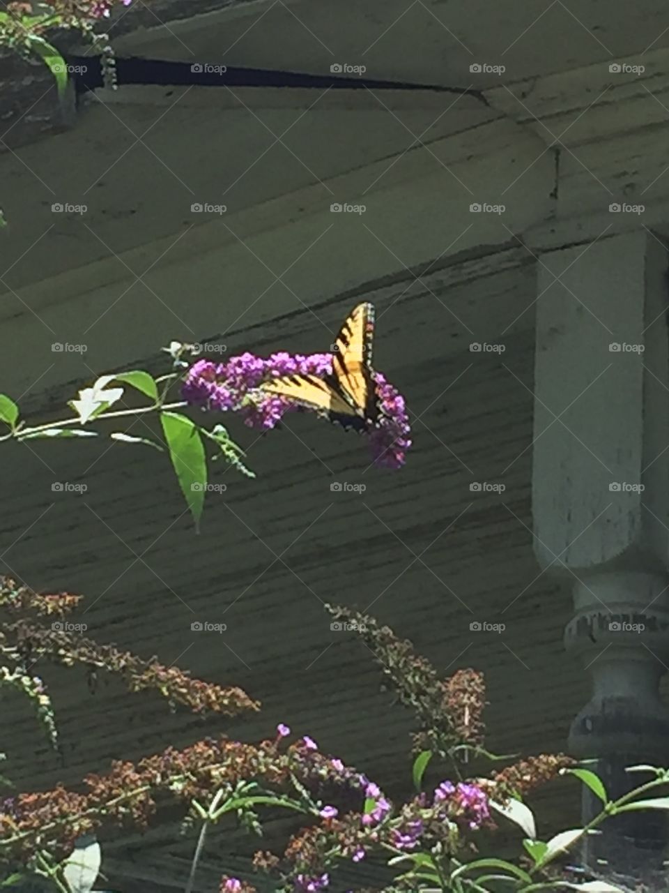 Monarch butterfly