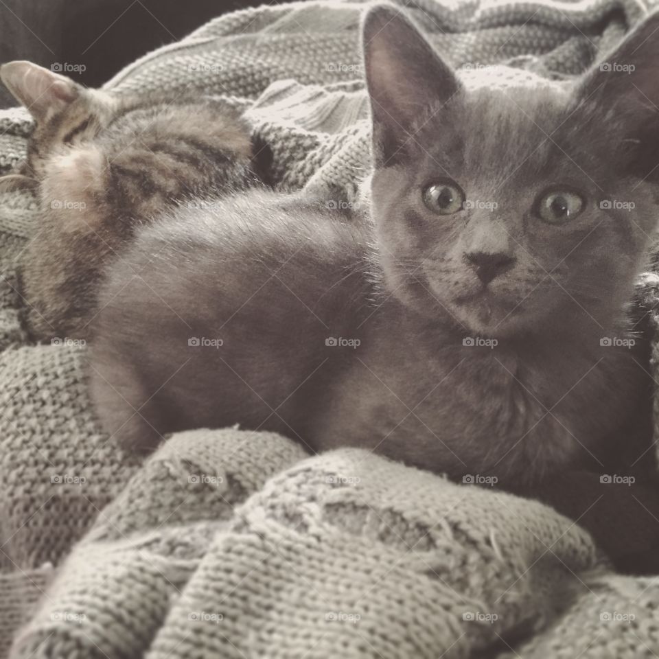 Cat, Kitten, Cute, Pet, Domestic