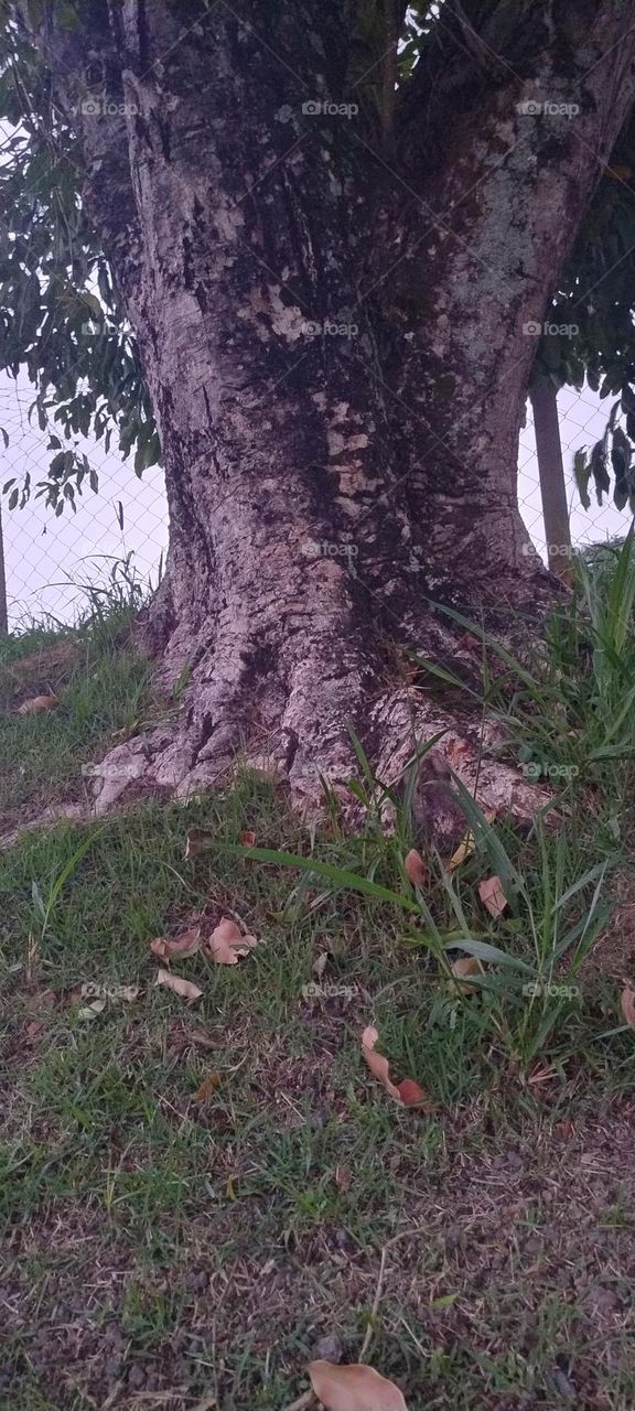 trunk of an ancient tree