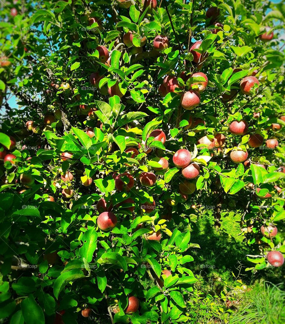 apple tree