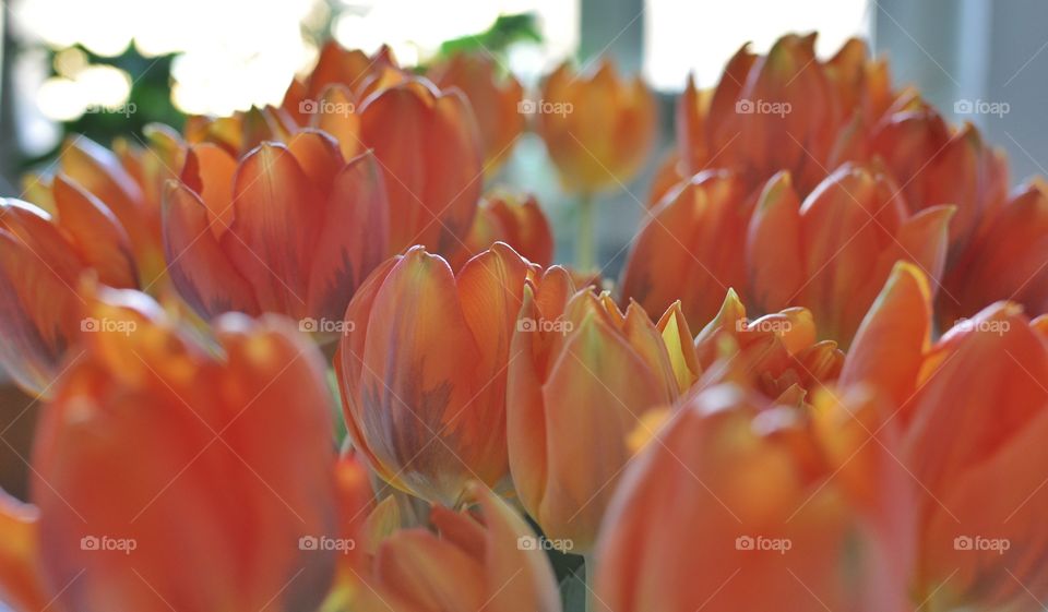 Orange tulips