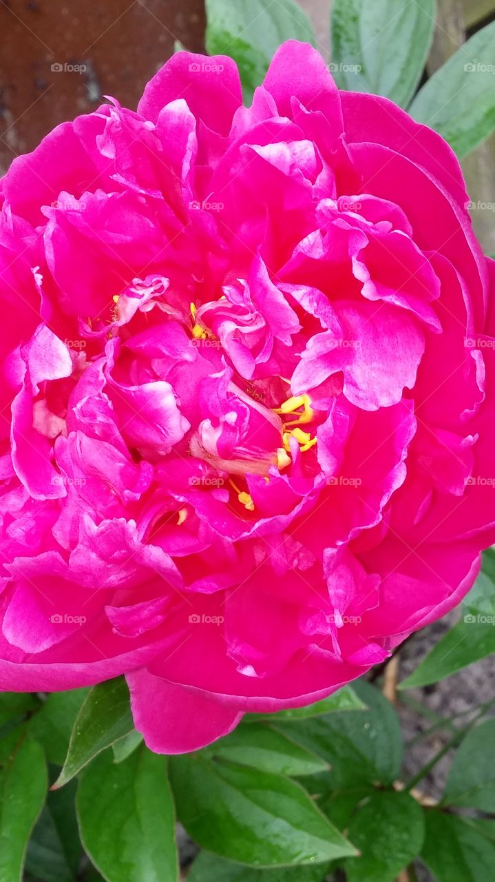 Peony