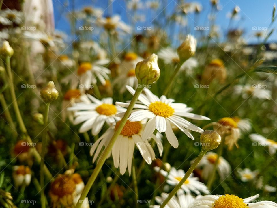 High angle view of flowers