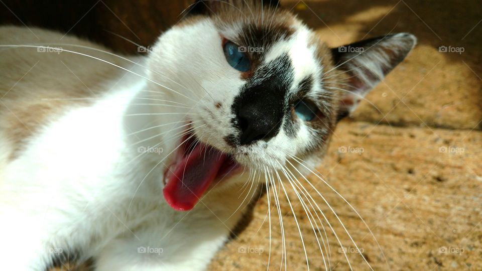 Gato mostrando a lingua, bocejando.