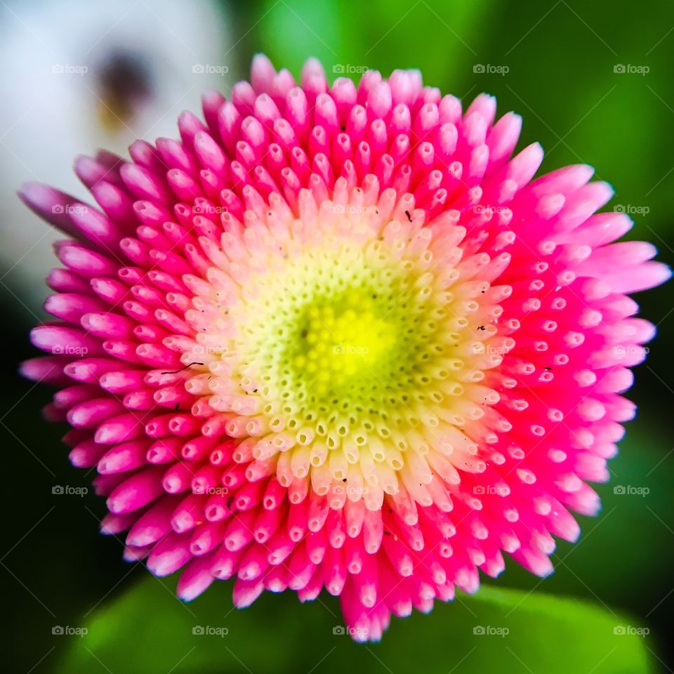 Nature, Flower, Flora, Petal, Color