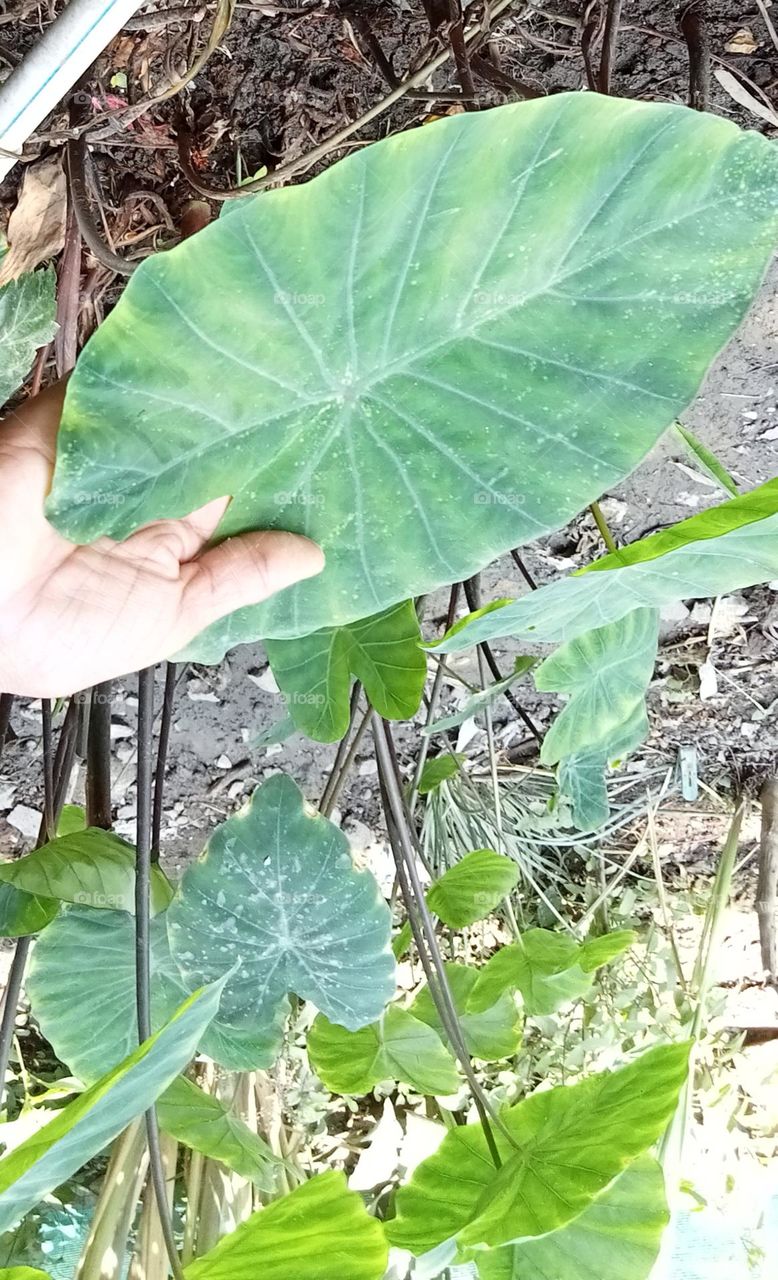 Vegetable planting in home garden 🏡