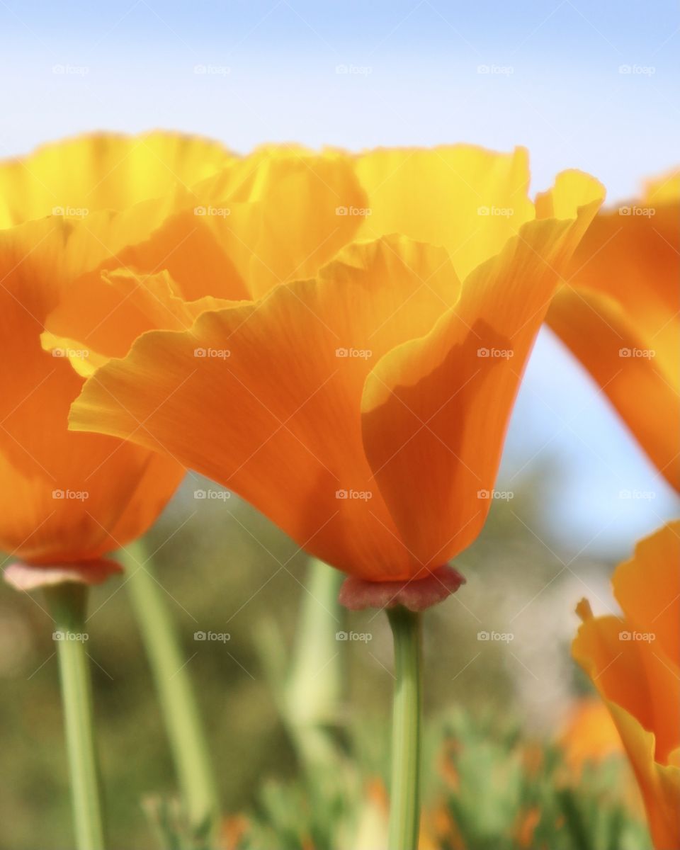 Beautiful blooms of spring in the sunshine of the Pacific Northwest. Tacoma, Washington 