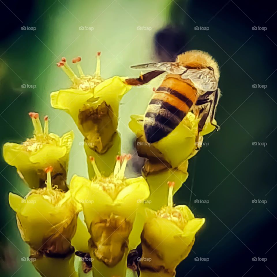 Bee feeds on nectar and pollen from cactus flowers