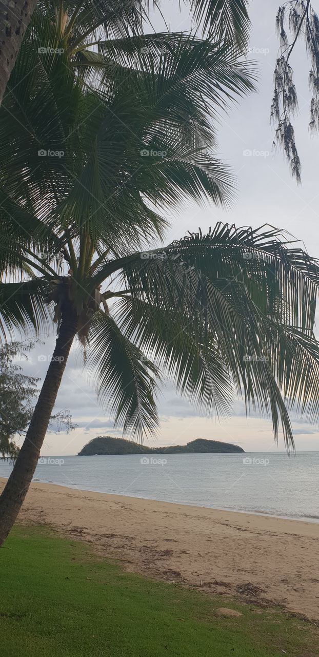 Palm Tree Island View