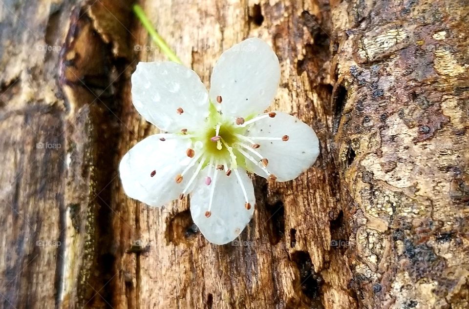 fallen flower on log