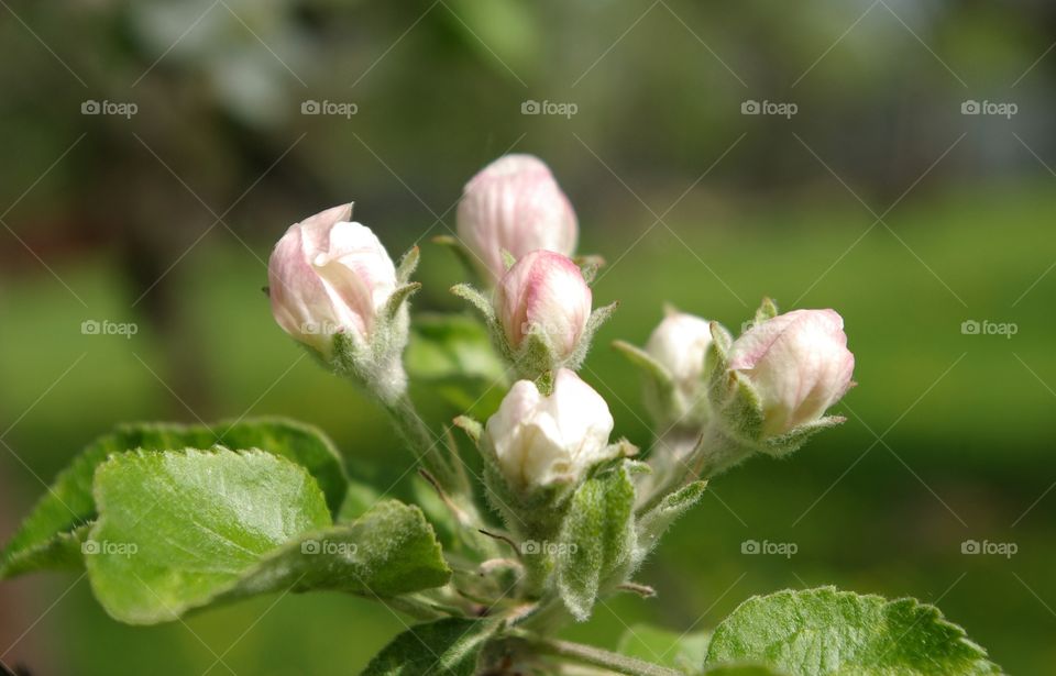 Apple Blossom