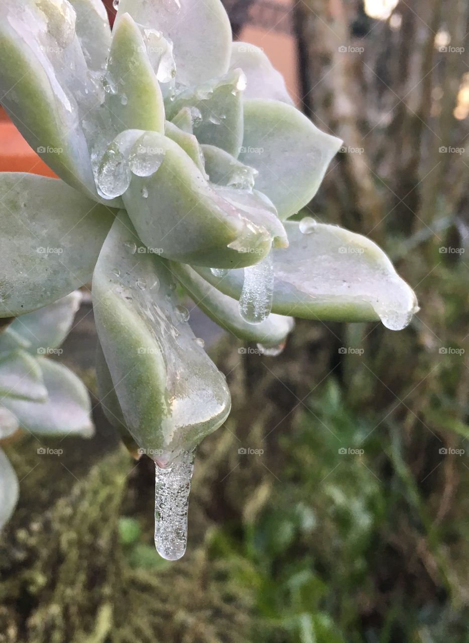Ice on cacti
