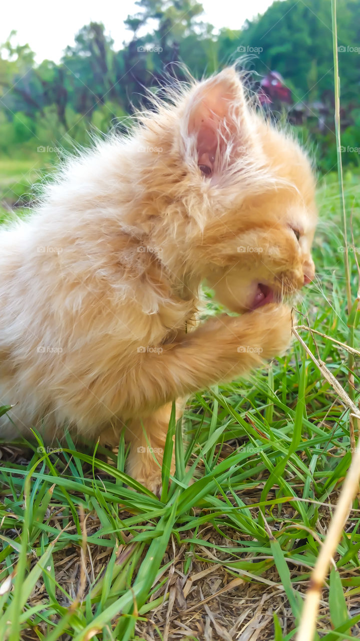kitten outdoors licking paws