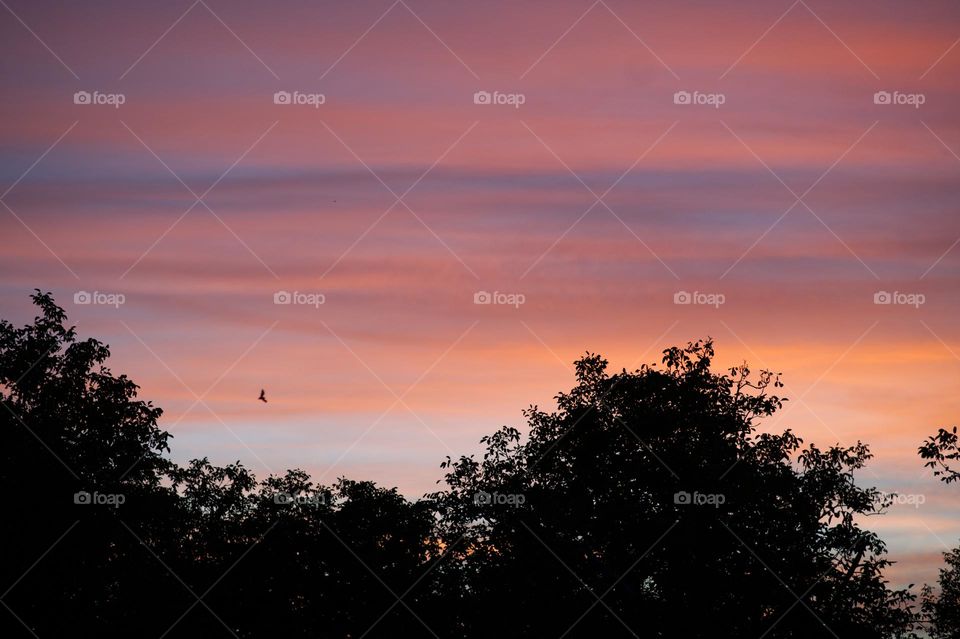 pink sunset in the trees