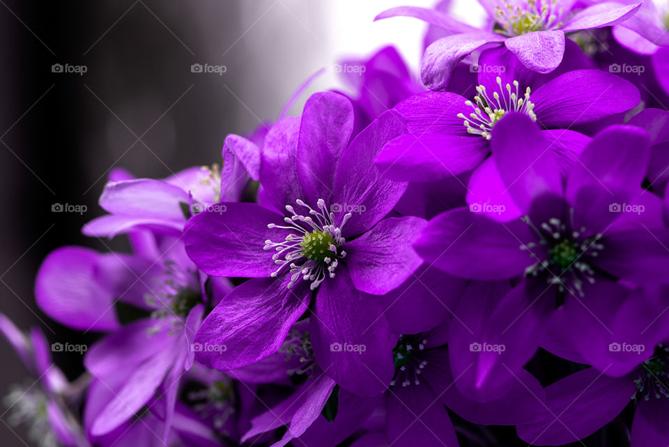 Beautiful purple flowers