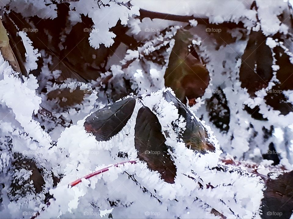 Snow twigs