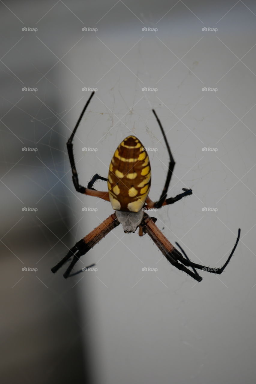 Yellow Garden Spider Resting on its Web