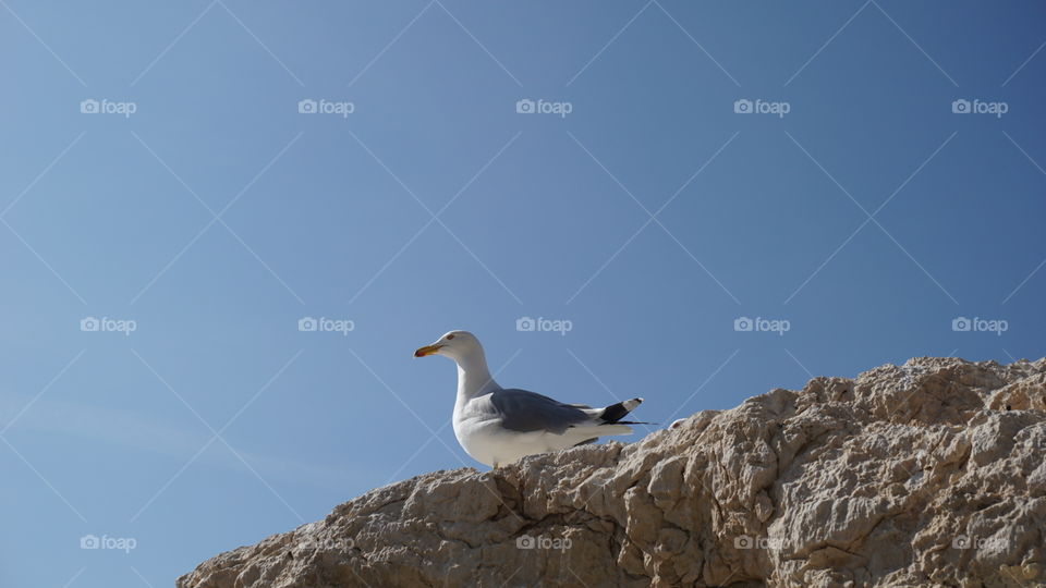 Seagull#sky#rocks#pose#nature