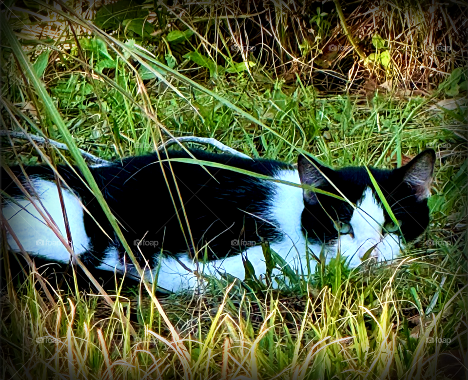 A resting black and white, green eyed cat.