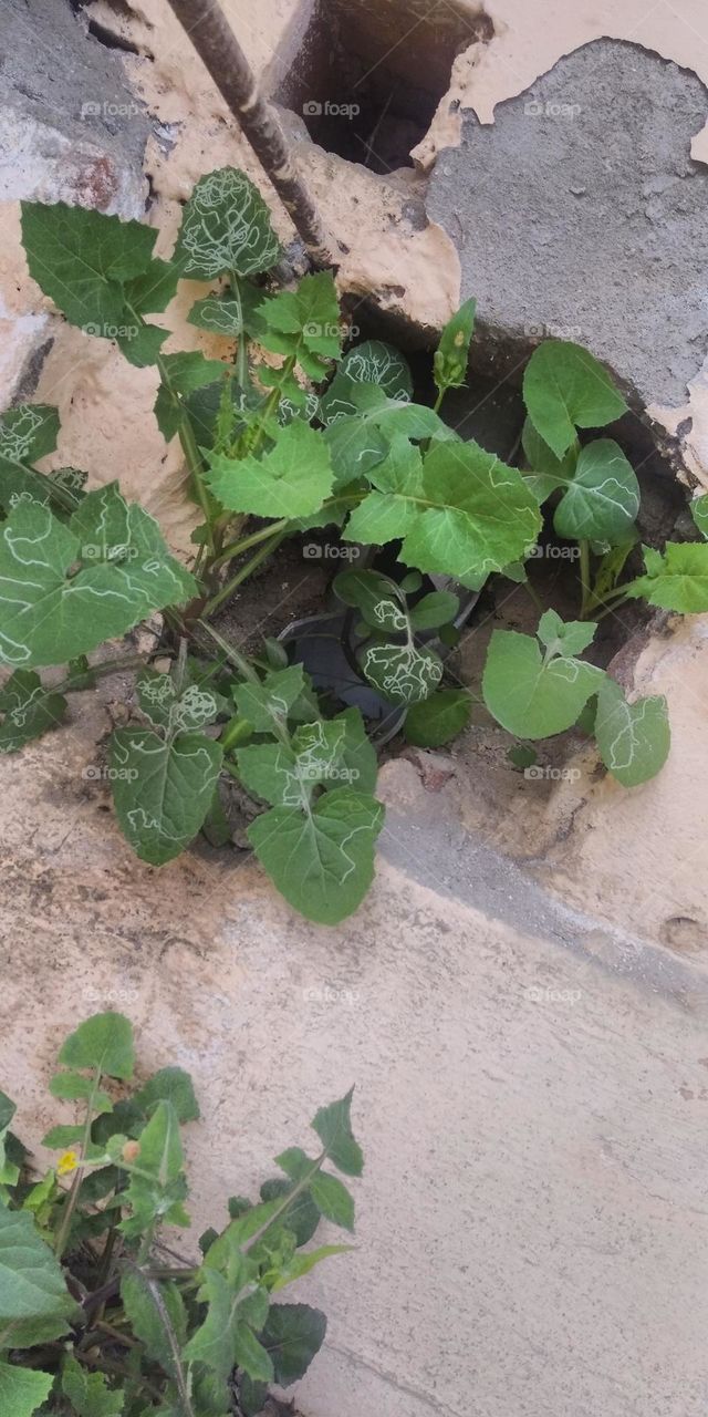 Inner peace prevails in nature