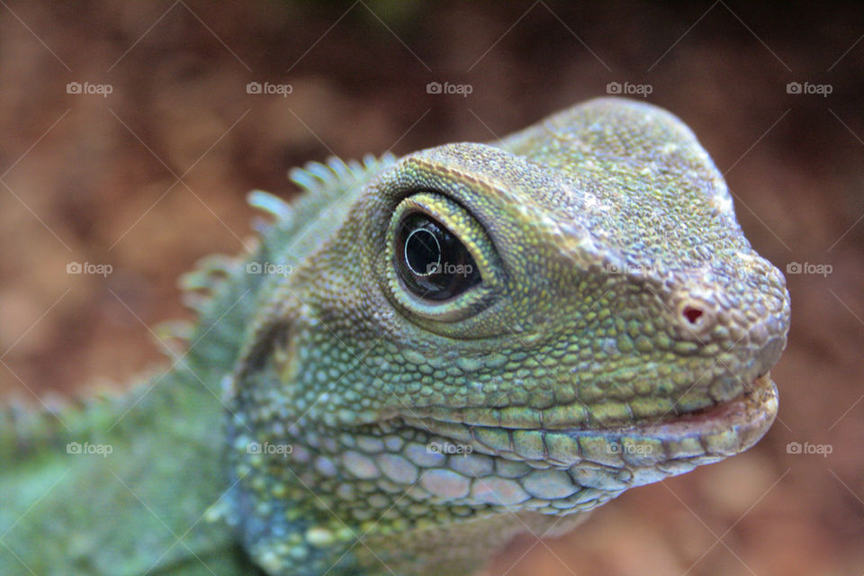 green closeup eye lizard by eddy1ro