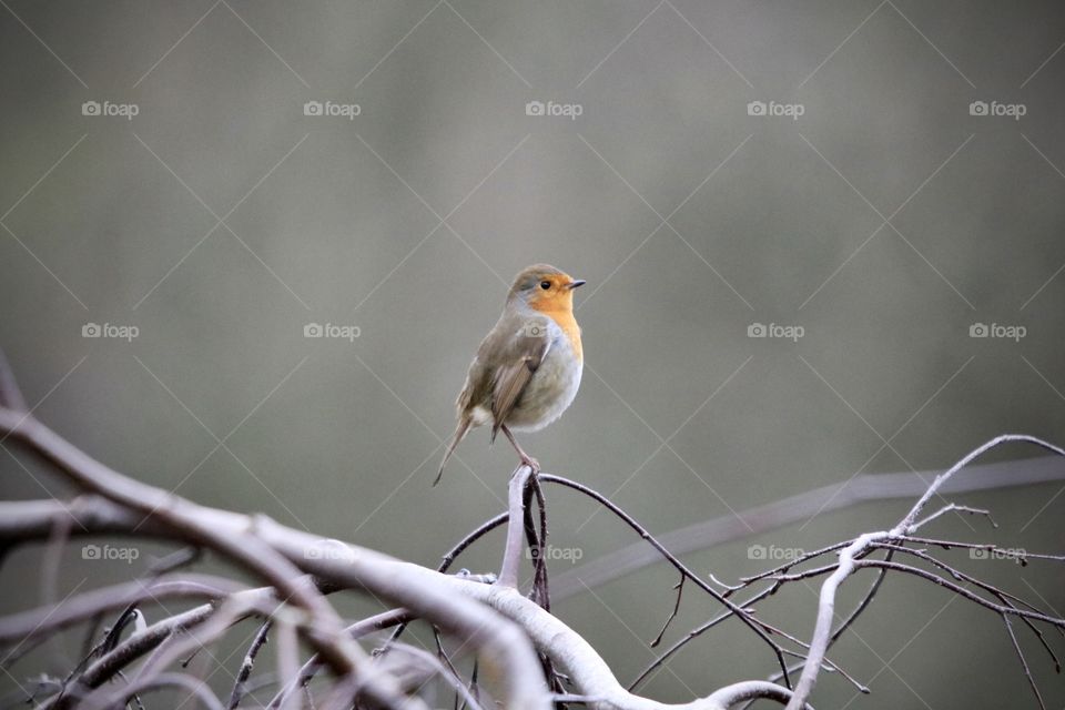 Robin 