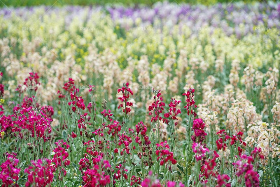 Wildflowers Of The California Coast