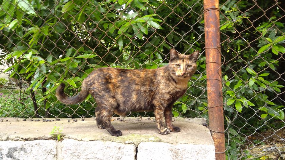 Clever and Beautiful Cat