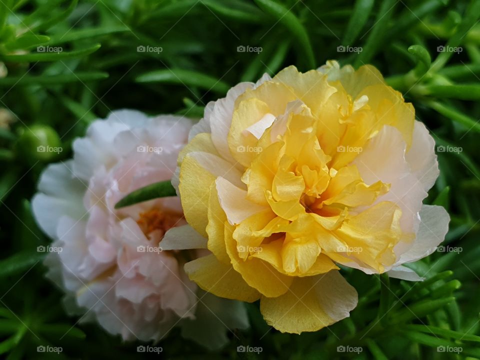 the portulaca grandiflora