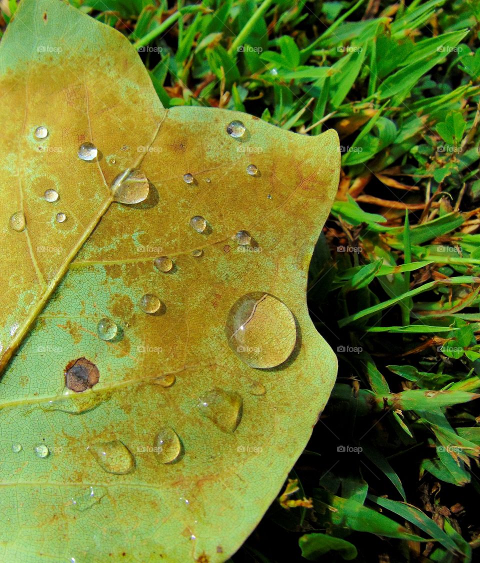 Fallen leaves on the ground