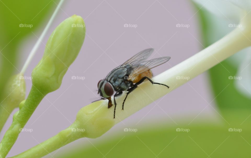 Fly on a flower plant macro photography 