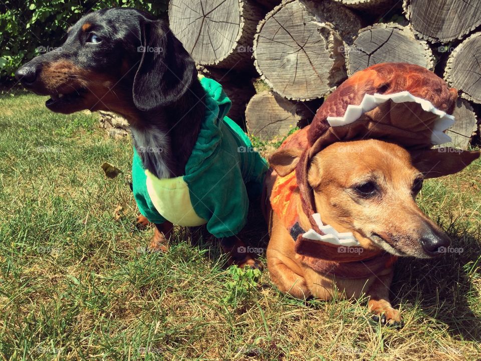 This is Pebbles (left) and Hover (right) dressed up as dinosaurs. Pebbles saw the neighbors and started barking.