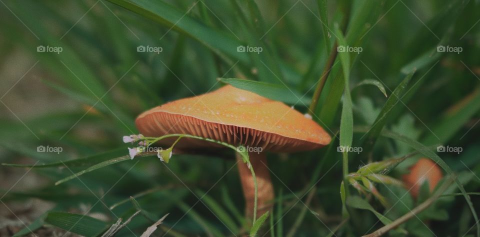 Macro Mushroom with flower 