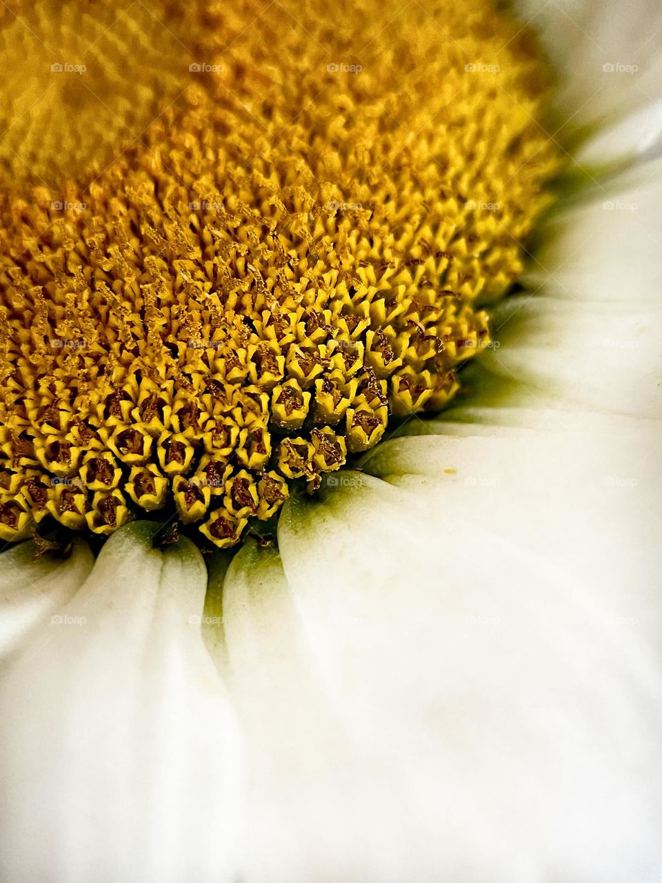 chamomile