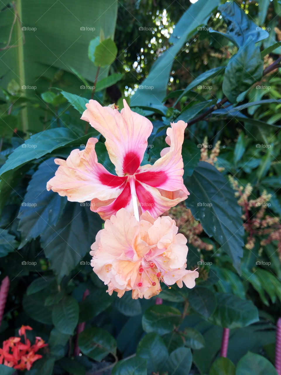 twin  orange  hibiscus
