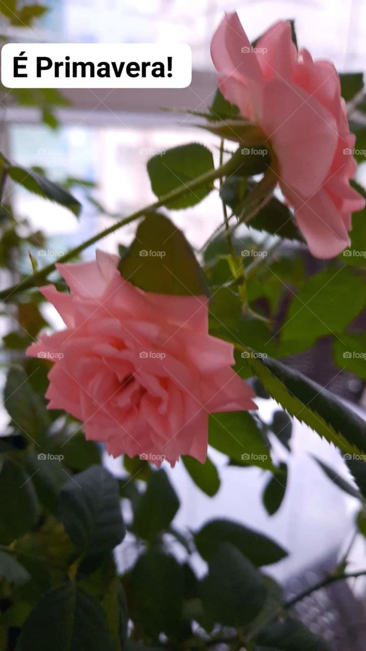 Rosas.