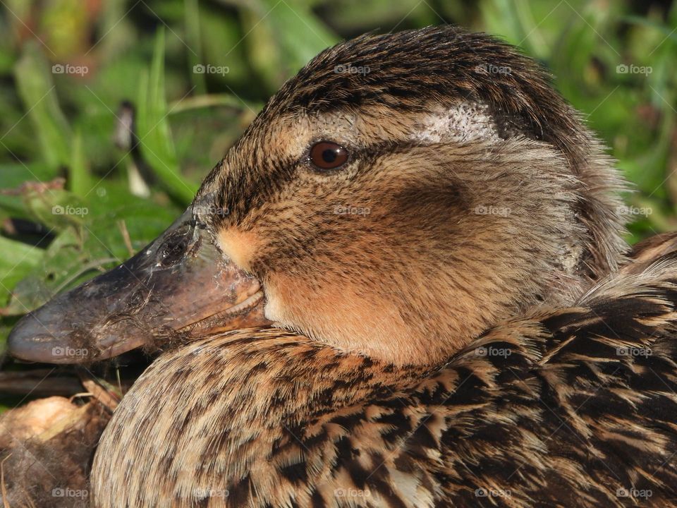 A close up of a duck