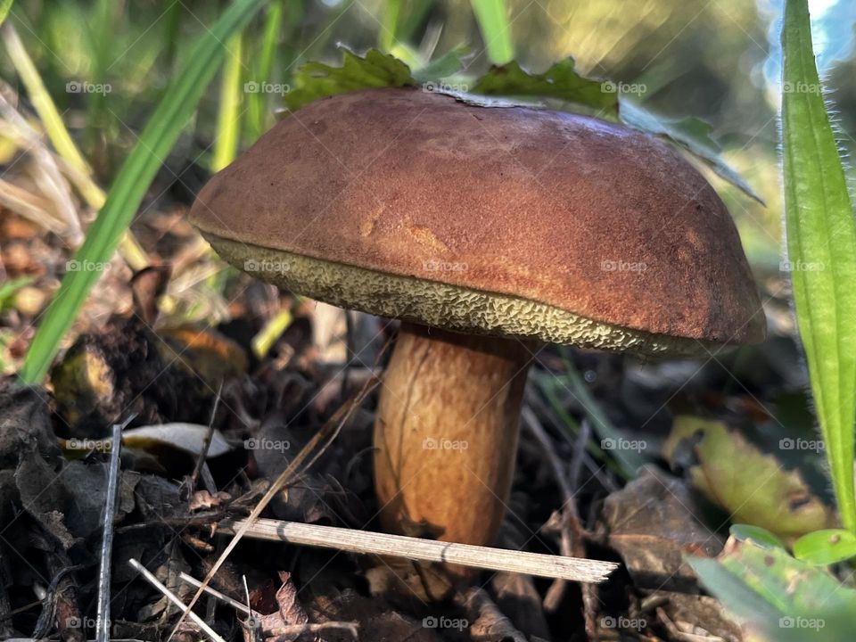 A close up of a toadstool 