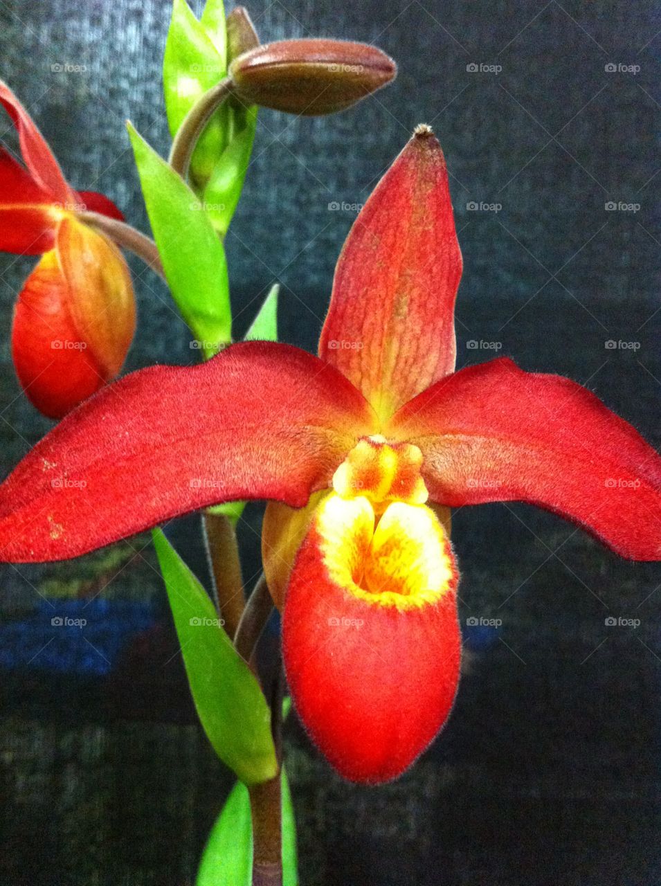 Red Lady Slipper Orchid 