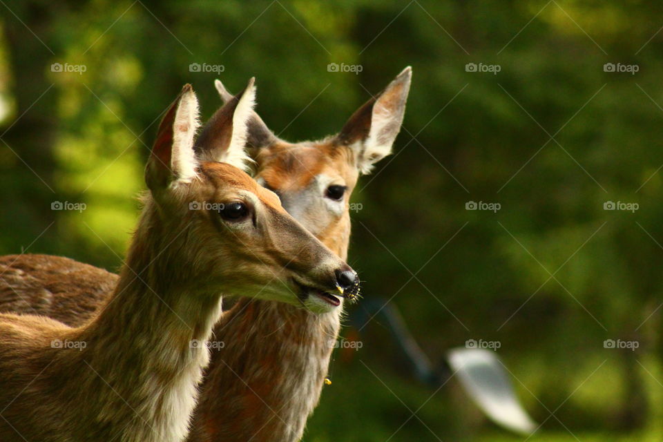 Two deer whispering about something.