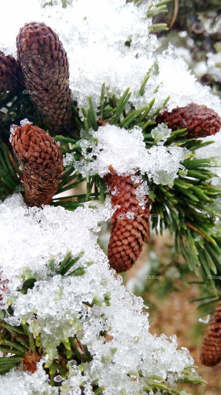 Snow, ice, pine.