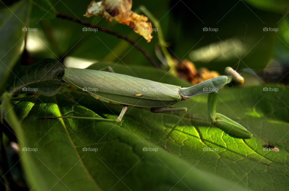 Invertebrate, Insect, Leaf, Nature, Wildlife