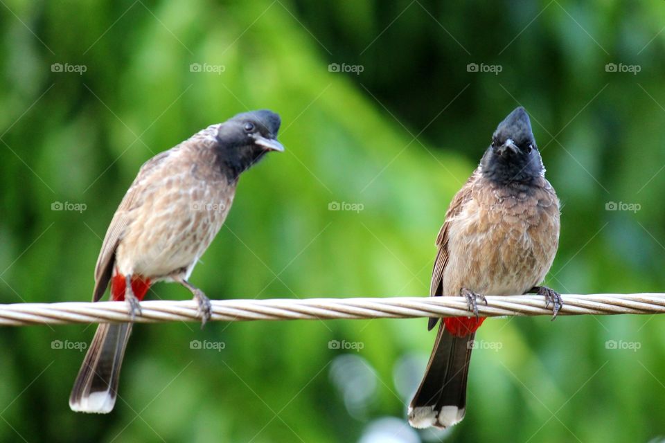 Birds sitting on electric wires