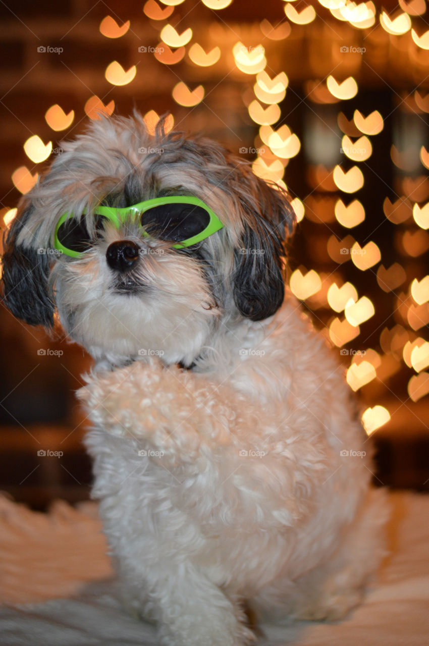 dog using sunglass. Puppy showing paw, dog using sunglass