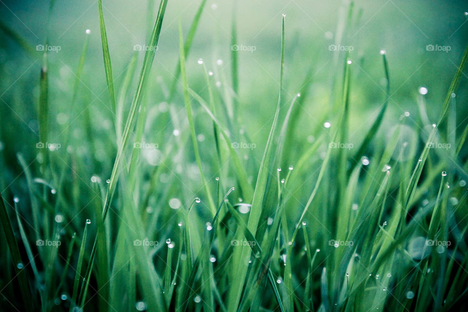 The lawn in the early morning 