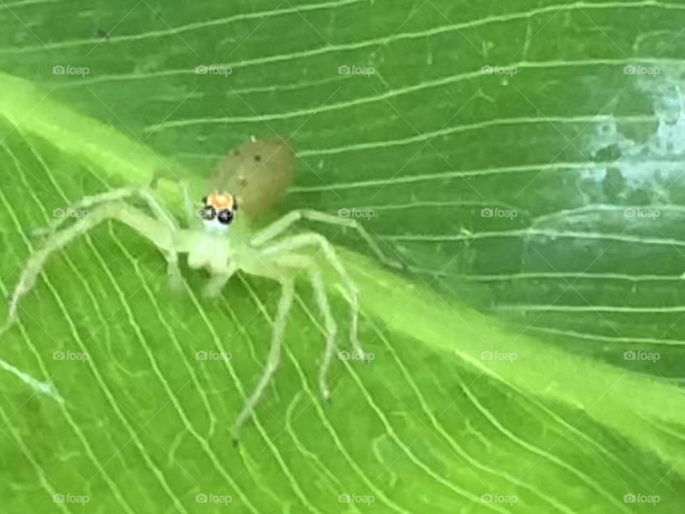 What’s springtime without a glowing garden spider on a shiny green leaf!! 👀