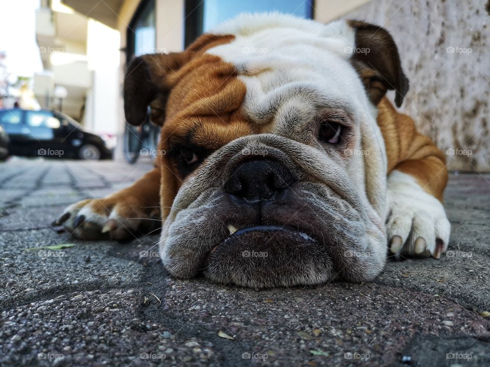 Qeen: adorable bull dog dozing bored