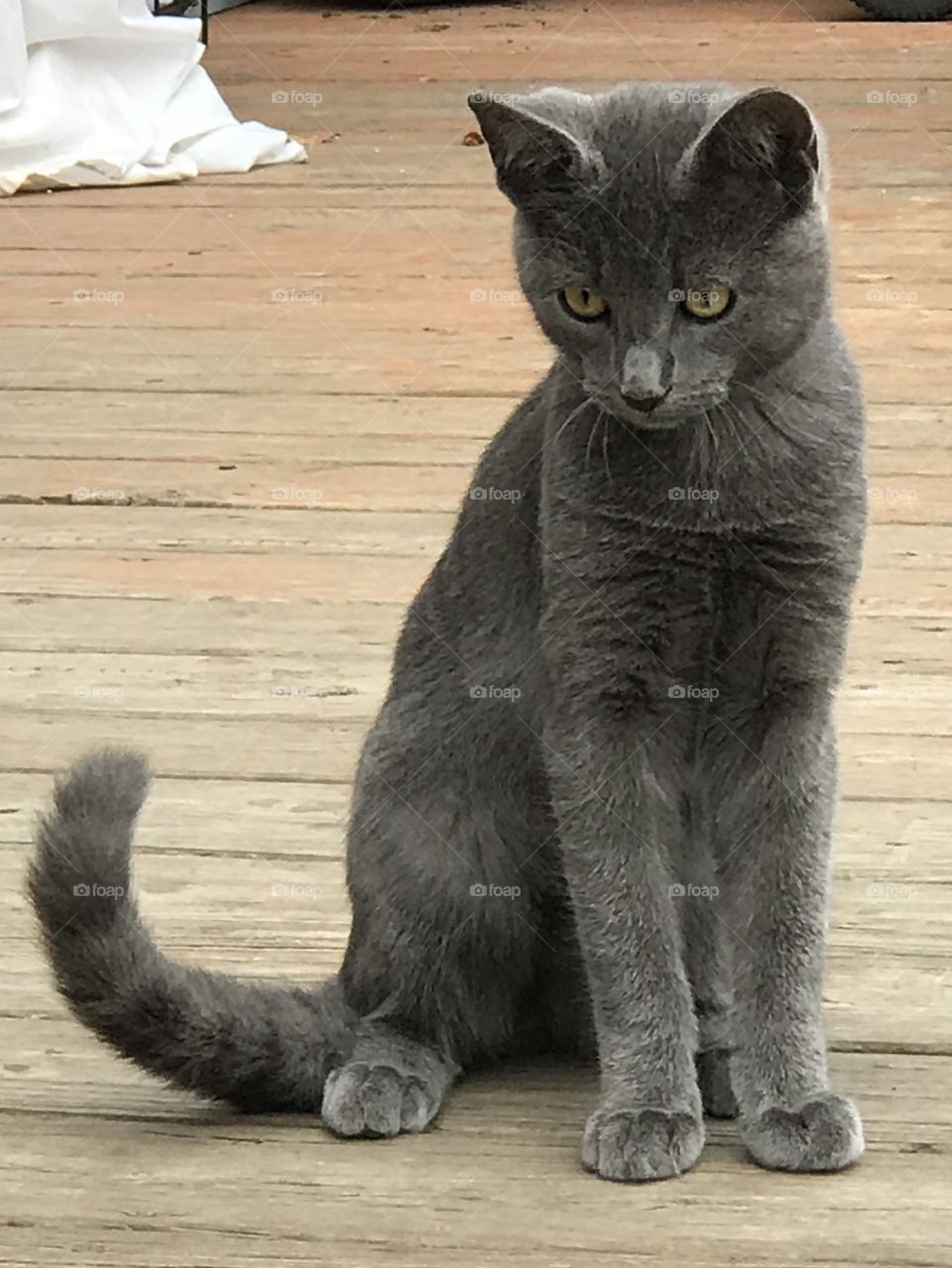 Pretty gray kitten 