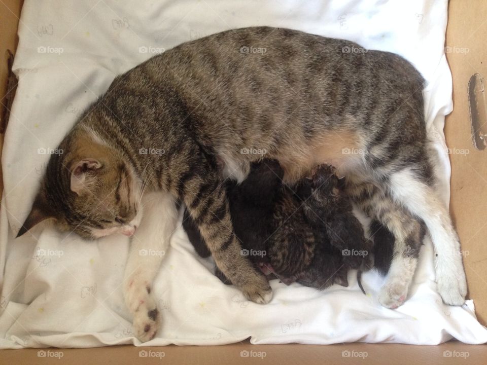 Adorable kittens and their mom.