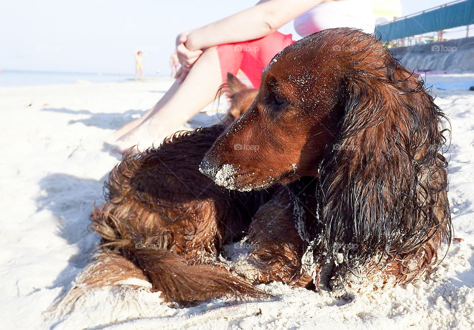 long-haired dachshund dog